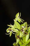 Waterspider bog orchid